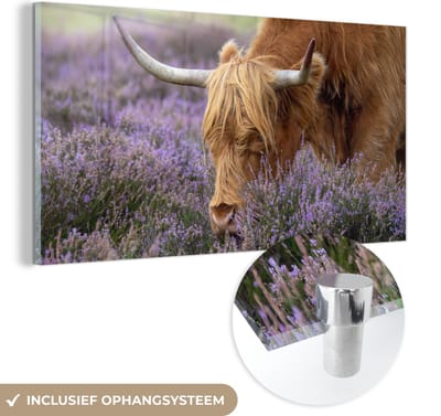 MuchoWow® Glasschilderij 40x20 cm - Schilderij acrylglas - Schotse Hooglander - Dieren - Heide - Foto op glas - Schilderijen