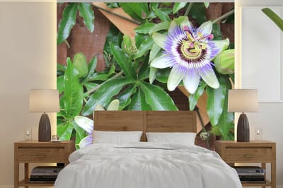 Behang - Fotobehang Bloeiende paarse passiebloemen - Breedte 350 cm x hoogte 350 cm