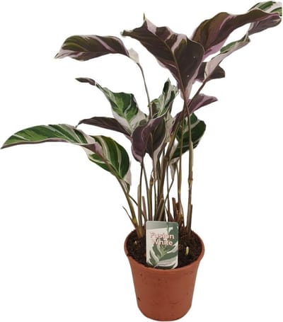 JUNAVERA Calathea White Fusion terrariumplant | 7 cm pot | 21 cm hoog bij levering