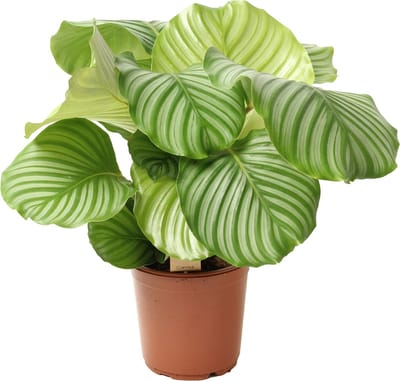 WL Plants - Calathea Orbifolia - Pauwenplant - Kamerplanten - Luchtzuiverende Kamerplanten - ± 50cm hoog - 21cm diameter - in Kweekpot