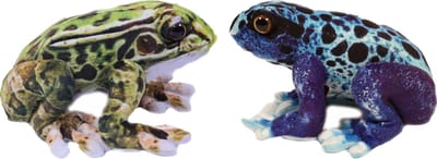 Pia soft toys Knuffeldier Kikkers - Giftige boomkikkers - 2x stuks - knuffels - groen en blauw - 24cm