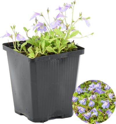 Bloomique - Mazus Reptans - Vijverplanten - Waterplanten - Winterhard - Hoogte 10-20 cm - Pot 9 cm