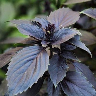 Kruiden zaden - Basilicum Dark Opal