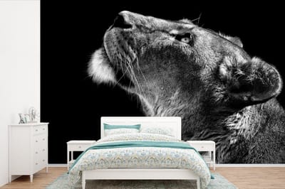 Behang - Fotobehang Leeuw - Dieren - Zwart wit - Breedte 360 cm x hoogte 240 cm