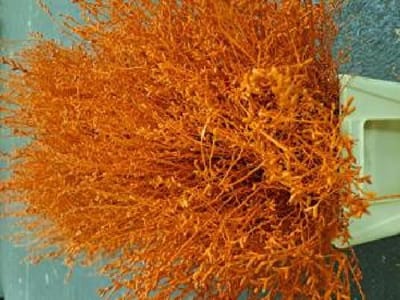 25x Tk myrica oranje 60cm
