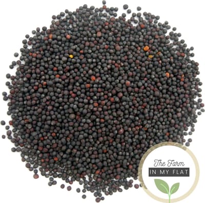 Broccoli Kiemzaden 250 g | Microgreen/Microgroenten zaden | Brassica oleracea | Broccolikers | Plastic vrij verpakt