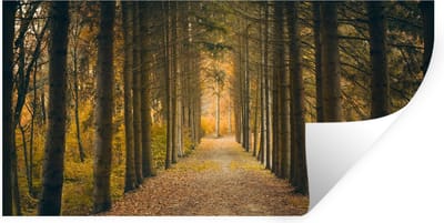 Muurstickers - Sticker Folie - Pad - Bomen - Bos - 40x20 cm - Plakfolie - Muurstickers Kinderkamer - Zelfklevend Behang - Zelfklevend behangpapier - Stickerfolie