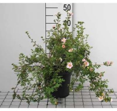 2 x Potentilla frut. 'Princess' ('p. queen/blink') - Struikganzerik, Heesterganzerik, Vijfvingerkruid 25- 30 cm in pot