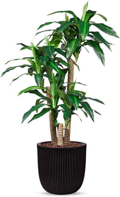Kunstplant Dracaena fragans in Planter Ball groove zwart H150 cm