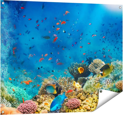Gards Tuinposter Onderwater Vissen met Koraal in de Zee - 100x80 cm - Tuindoek - Tuindecoratie - Wanddecoratie buiten - Tuinschilderij