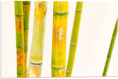 Acrylglas - Groene Bamboe Stokken - 60x40cm Foto op Acrylglas (Met Ophangsysteem)