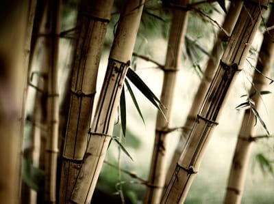 Fotobehang - Fog and bamboo forest.