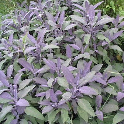 6 x Salvia Officinalis 'Purpurascens' - Echte Salie pot 9x9cm - Purperbladige variant