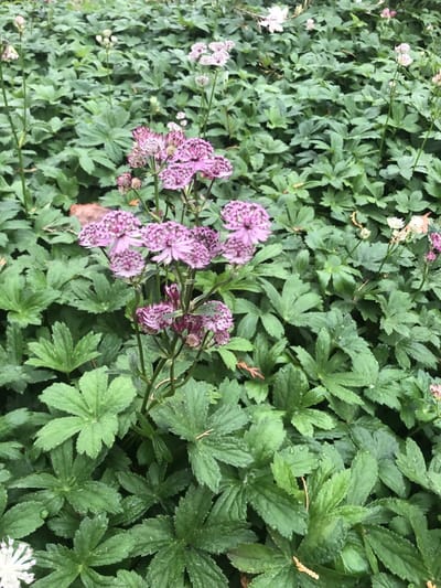 6x Zeeuws knoopje - Astrantia major 'Primadonna' | 9x9 cm pot