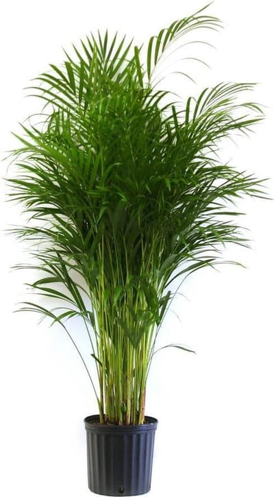 Areca Dypsis Lutescens palm 200cm↑ Potmaat Ø40cm Kamerplant