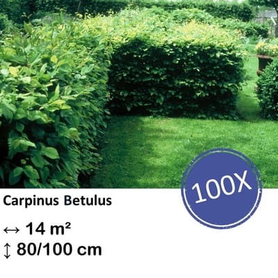 Green Harmony| Carpinus Betulus - Kale wortel
