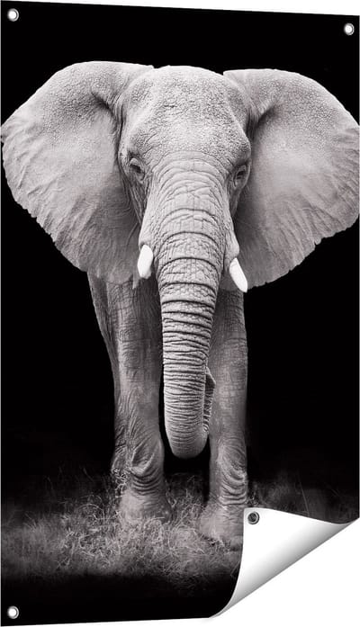 Gards Tuinposter Olifant - Zwart Wit - 60x90 cm - Tuindoek - Tuindecoratie - Wanddecoratie buiten - Tuinschilderij