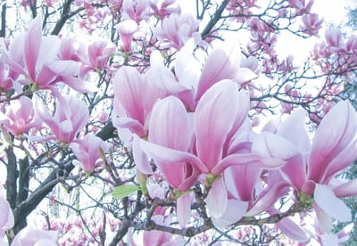 Fotobehang Flowers Magnolia  | XL - 208cm x 146cm | 130g/m2 Vlies