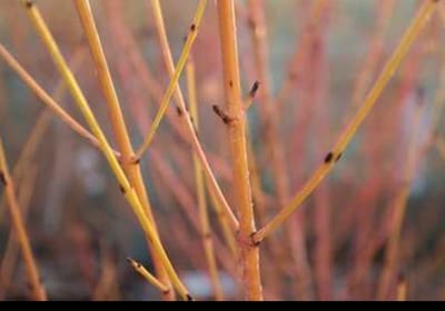 Cornus sang. 'Midwinter Fire' - Rode Kornoelje 60- 80 cm in pot