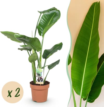 Green BoutiQ - Kamerplanten - Strelitzia Nicolai - Paradijsvogelbloem - Weinig onderhoud - Groen - 2 Planten - Pot 17cm - Hoogte 70-90cm
