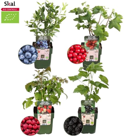Plants by Frank | Vruchtenparadijs BIO Fruitplanten mix set van 4 verschillende soorten | 100% Biologisch gekweekt | Fruittuin | Fruit | Planten | Tuinplanten