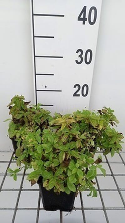 6x Klokje - Campanula lact. 'White Pouffe' | 9x9 cm pot