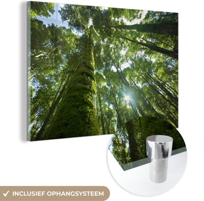 ® Glasschilderij 180x120 cm - Schilderij acrylglas - De gifgroene bomen in een regenwoud met doorbrekende zon - Foto op glas - Muurdecoratie woonkamer - Wanddecoratie slaapkamer - Schilderijen