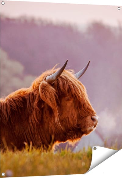 Gards Tuinposter Schotse Hooglander Koe Ligt in het Gras - 80x100 cm - Tuindoek - Tuindecoratie - Wanddecoratie buiten - Tuinschilderij