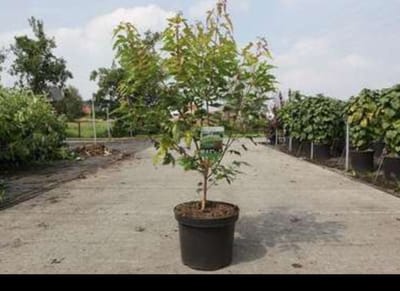 Acer ginnala 'Bailey Compact®' - Japanse Esdoorn 50- 60 cm in pot