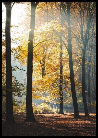 Poster Forest - 30x40 cm Met Fotolijst - Poster Natuur - Ingelijst - WALLLL