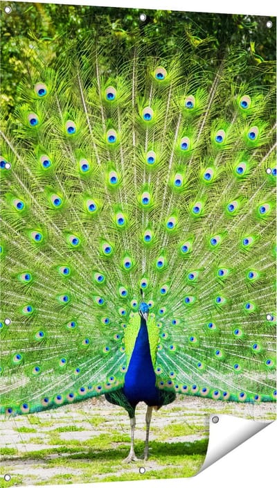 Gards Tuinposter Pauw met Grote Kleurrijke Veren - 80x120 cm - Tuindoek - Tuindecoratie - Wanddecoratie buiten - Tuinschilderij