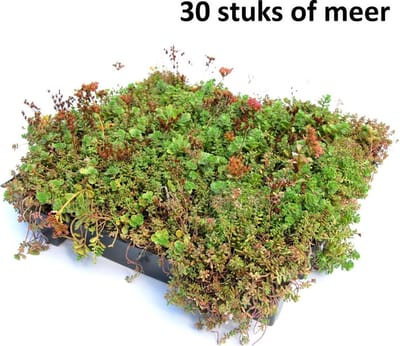 Minimaal 30 stuks! Dakgroen Sedumtray voor daken Type TE Kant & Kla...