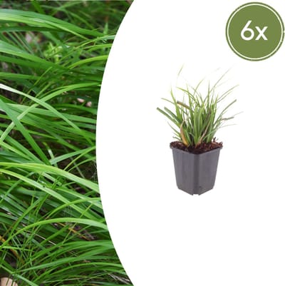 Tuinplantenshop.com | Carex morrowii | 6 stuks - Ø9cm - 10-25cm hoog - Tuinplant