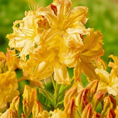 Plants Online BV - Planten - Tuinplanten - Heesters - Set van 1 - Rhododendron 'Harvest Moon'