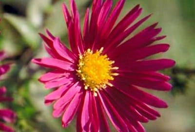 6x Aster - Aster n.b. 'Crimson Brocade' | 9x9 cm pot