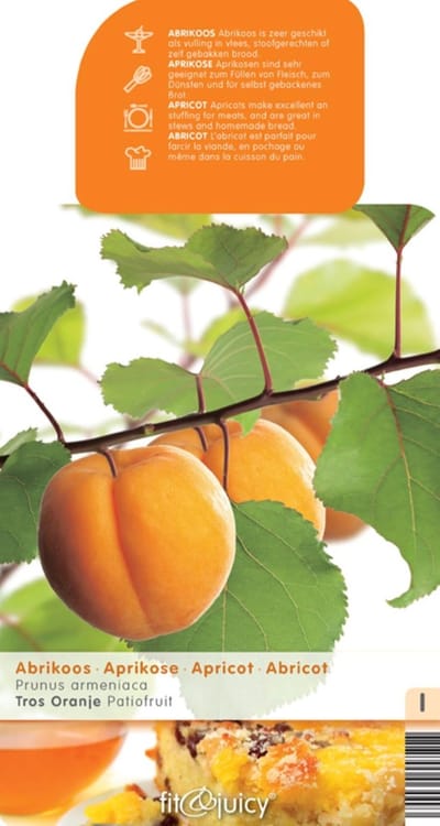 Prunus armeniaca Abrikoos Patio Fruithof