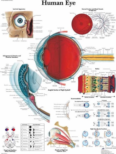 Het menselijk lichaam poster - Oog poster (gelamineerd, 50x67 cm) + ophangsysteem