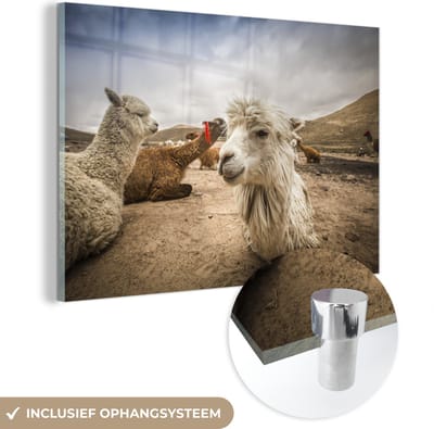 ® Glasschilderij 180x120 cm - Schilderij acrylglas - Lama's rusten uit op het landschap van Arequipa - Foto op glas - Muurdecoratie woonkamer - Wanddecoratie slaapkamer - Schilderijen