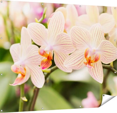 Gards Tuinposter Gestreepte Witte Orchidee Bloemen - 150x120 cm - Tuindoek - Tuindecoratie - Wanddecoratie buiten - Tuinschilderij