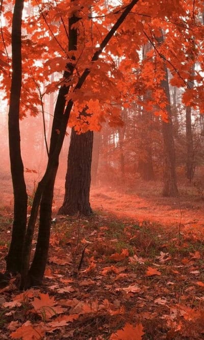 Fotobehang - Misty Forest 150x250cm - Vliesbehang
