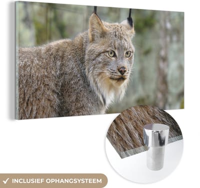 MuchoWow® Glasschilderij 40x20 cm - Schilderij acrylglas - Lynx - Bos - Grijs - Foto op glas - Schilderijen