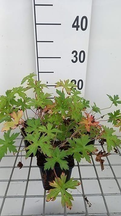 6x Ooievaarsbek - Geranium oxon. 'Rose Clair' | 9x9 cm pot