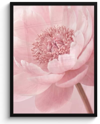 Poster in lijst - Fotolijst 60x80 cm - Posters - Bloem - Pioenroos - Roze - Posterlijst zwart - Decoratie - Wanddecoratie woonkamer - Muurdecoratie slaapkamer