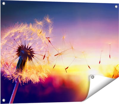 Gards Tuinposter Paardenbloem tijdens Zonsondergang - 80x60 cm - Tuindoek - Tuindecoratie - Wanddecoratie buiten - Tuinschilderij