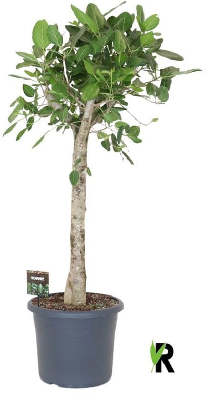Ficus Benghalensis Audrey op stam 200 cm - Kamerplant - Potmaat Ø48 cm