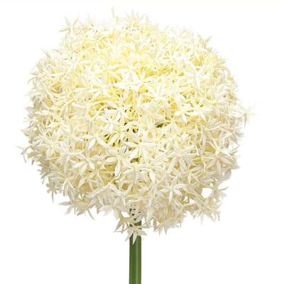 Kunst Allium Crème Witte Sier Ui Ø18cm L90cm