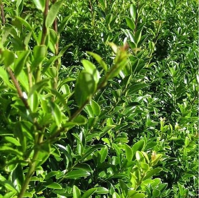 Hulst - Ilex maximowicz. 'Kanehirae' 50-60 cm