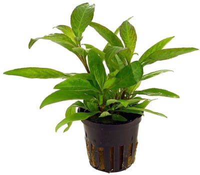 Aquaflora Hygrophila Siamensis | in 5 cm pot