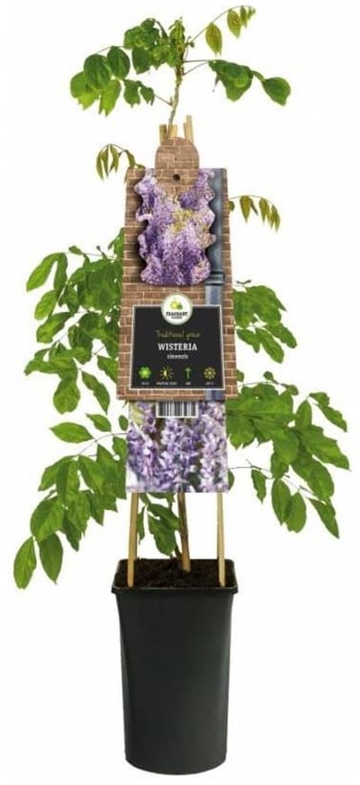 JUNAVERA Chinese blauweregen (Wisteria sinensis) klimplant | 12 cm pot | 60 cm bij levering
