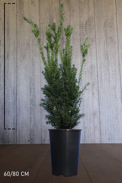 Plants Online - Haagplanten - Taxus media 'Hillii' - Pot 60-80 cm - set van 10 - Compacte groei - Formele haag - Zeer winterhard